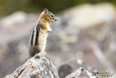 Golden Mantled Squirrel May 2025